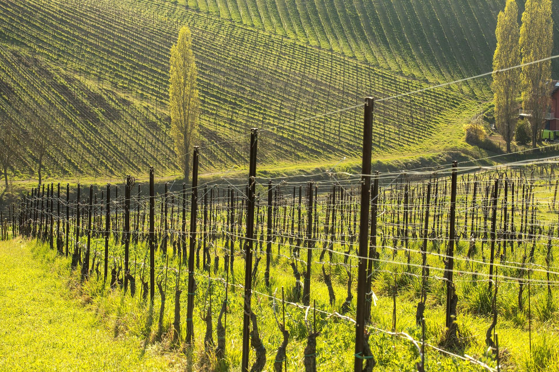 Tenuta Mazzolino